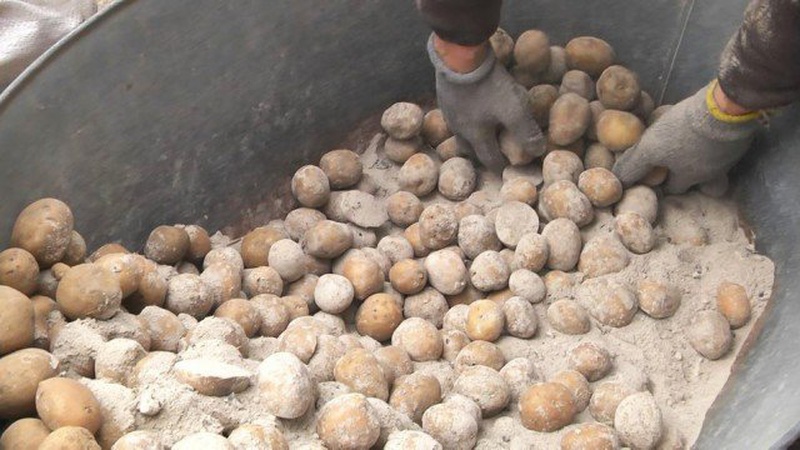 80 тисяч гектарів картоплі посадять на Волині