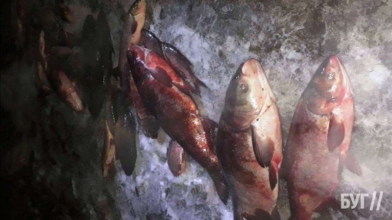 Браконьєри на Володимирщині «наловили» риби на понад 100 тисяч гривень
