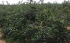 Площі вирощування лохини на Волині збільшать на 85 гектарів