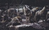 У лісах на Волині зросла кількість вовків