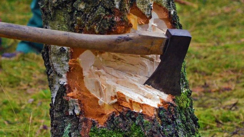 Незаконно нарубав дерев на 370 тисяч гривень: волинянин постане перед судом