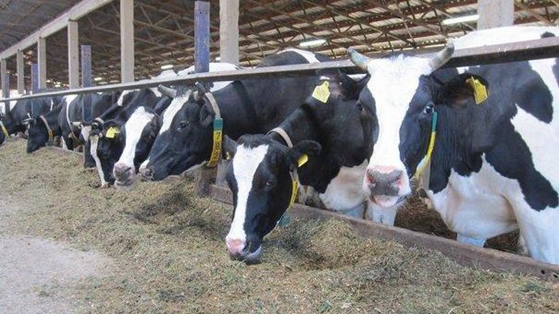 Волинь у лідерах зі створення сімейних молочних ферм