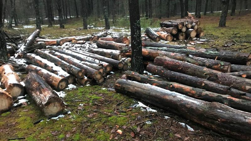 На ділянці комунальної власності селищної ради виявили незаконну вирубку дерев