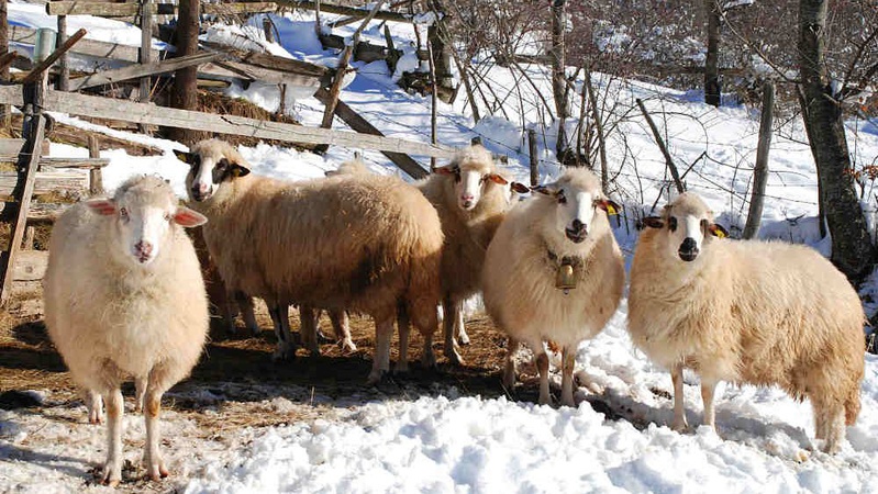У мешканця Волині конфіскують собак, які задушили вісьмох овець на фермі