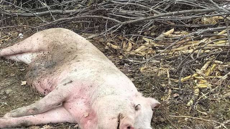 Моторошна знахідка на Волині: невідомі викинули мертву свиню поблизу людських городів