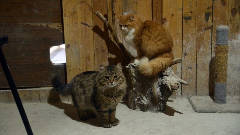 У луцькій «Ласці» прихистили 35 котів