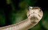 Змії вже прокинулись: лікарі пояснили, як діяти при укусі