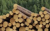 Що не так із заготівлею деревини в Україні? ВІДЕО