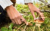 Сезон грибів в Україні: заходи запобігання отруєнню грибами