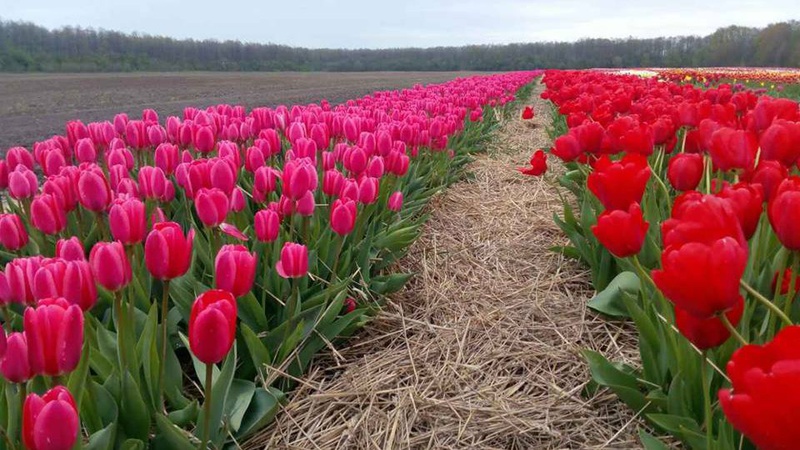 Турагенція організовує щоденні поїздки на тюльпанове поле «Волинської Голландії». ЦІНИ