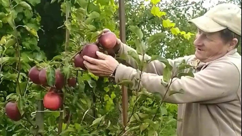 З однієї яблуні - 100 кілограмів врожаю: волинянин вирощує яблука за технологію закордонних садівників