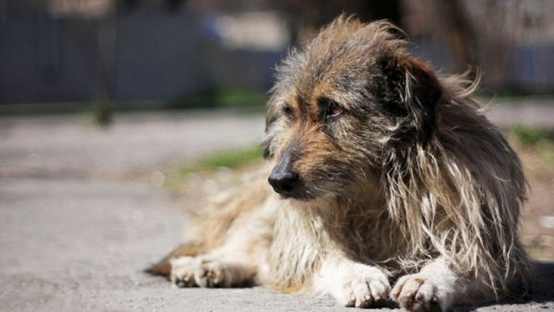 У Луцькій громаді селяни труять собак отрутою для щурів. ВІДЕО