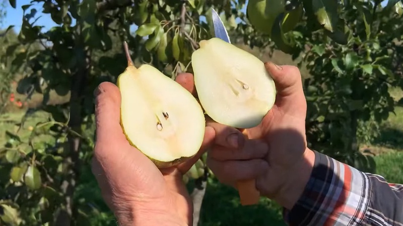 Садівник з Волині вирощує груші розміром із літрову банку