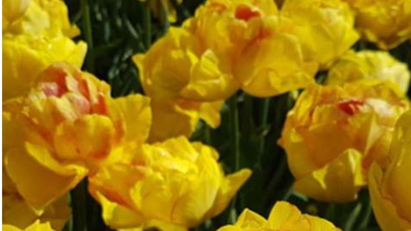 Понад мільйон тюльпанів: «Волинська Голландія» здивує новими сортами