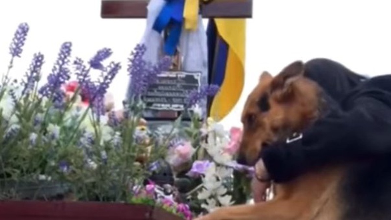 Собака з великим серцем: на Волині пес приходить «сумувати» на могилу загиблого Героя