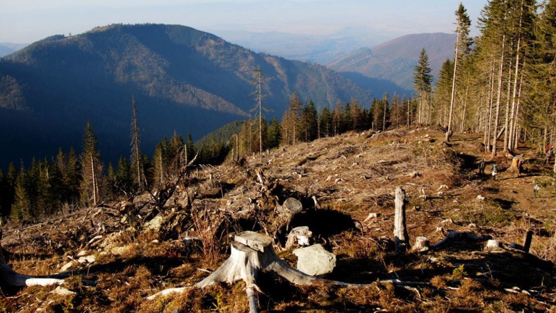 Путін та Шойгу планують вирубку та продаж українського лісу