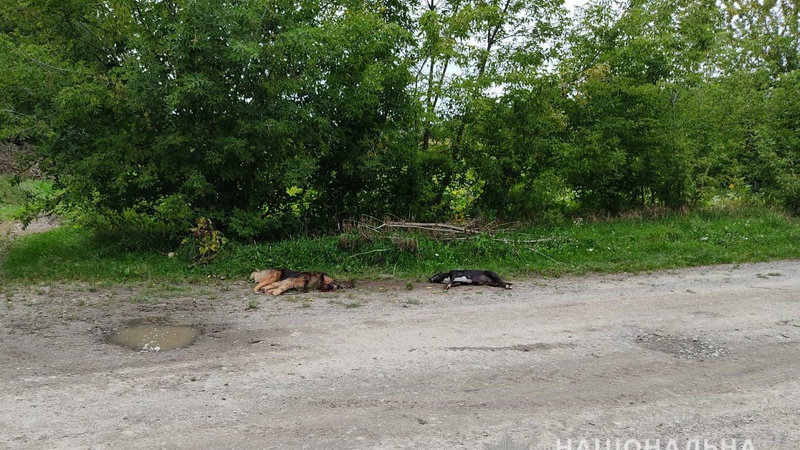 Поблизу Луцька пенсіонер застрелив сусідніх собак