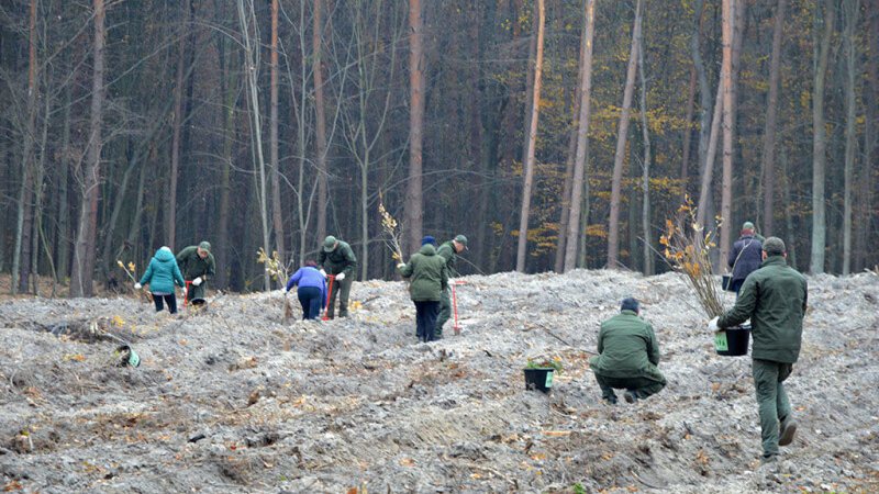 У рамках всеукраїнської акції волиняни висадили 2,5 мільйона дерев