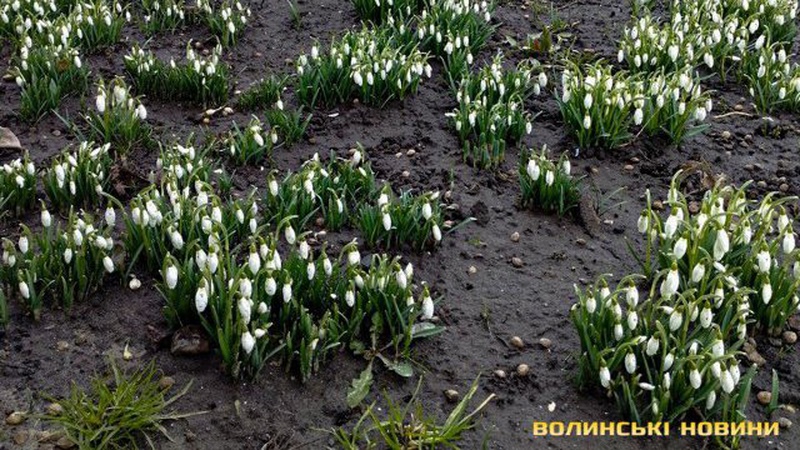 Майже весна: у Луцьку зацвіли підсніжники
