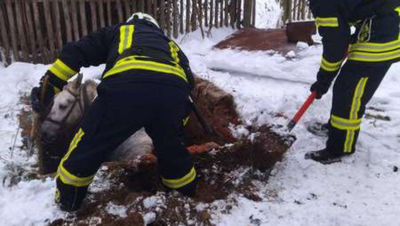 На Волині кінь провалився у вигрібну яму