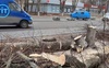 На проспекті Волі в Луцьку знову ріжуть дерева