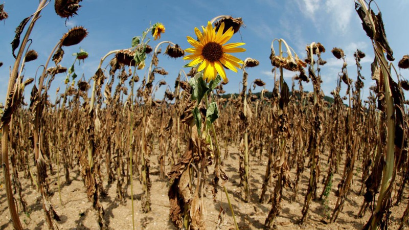 Народний синоптик дав детальний прогноз погоди на літо в Україні