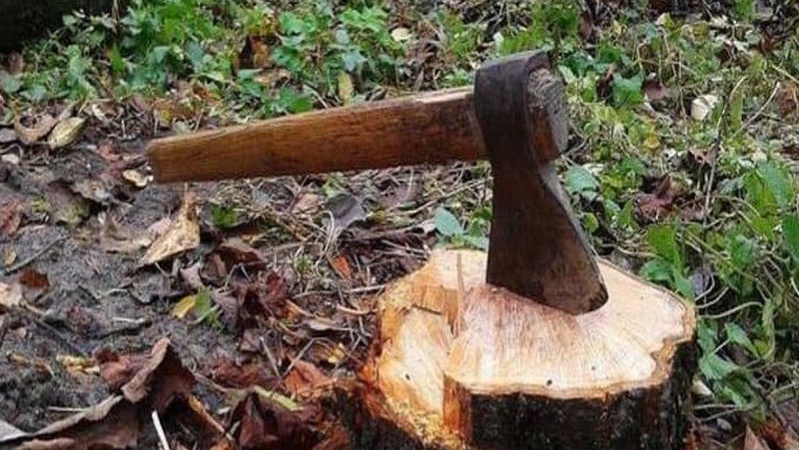 Волинянин сплатить понад 80 тисяч гривень за незаконну вирубку лісу