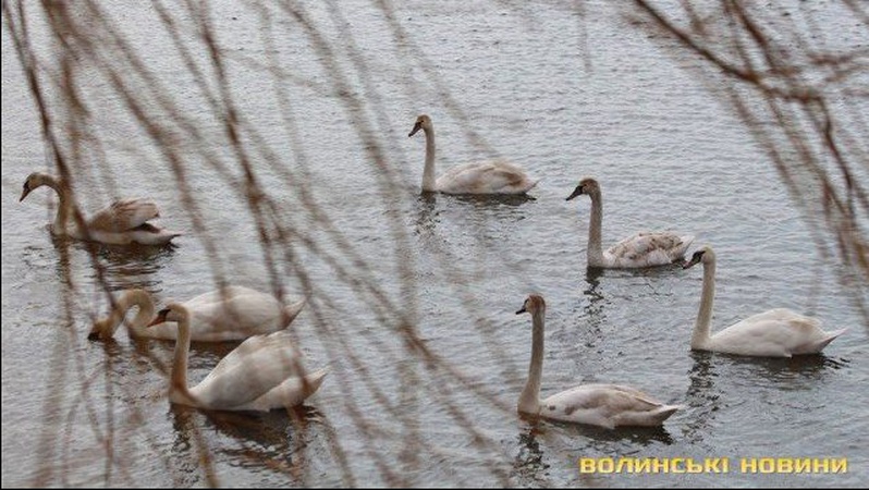 На ставок поблизу Луцька повернулися лебеді