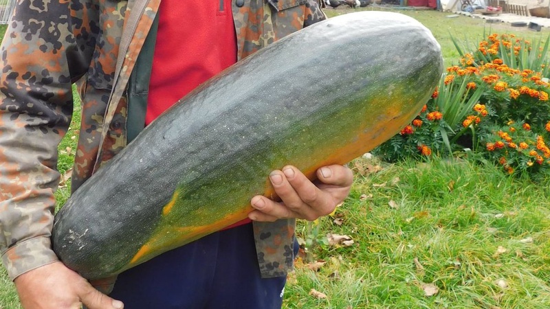 Півтораметрові кабачки вагою 60 кілограмів: господарі з Волині вирощують овочі-велетні