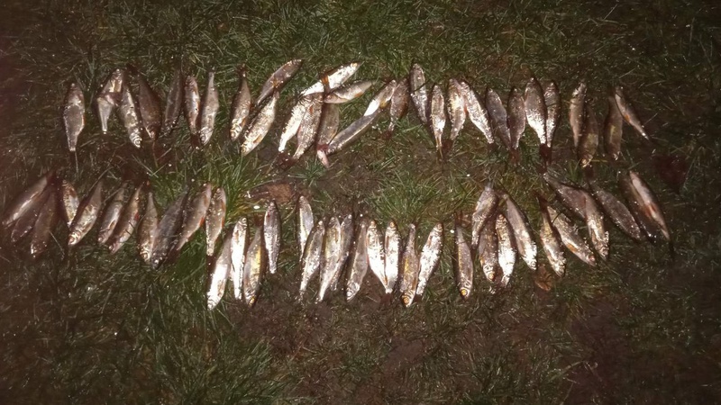 На Ковельщині порушники завдали рибному господарству збитків на понад 100 тисяч гривень
