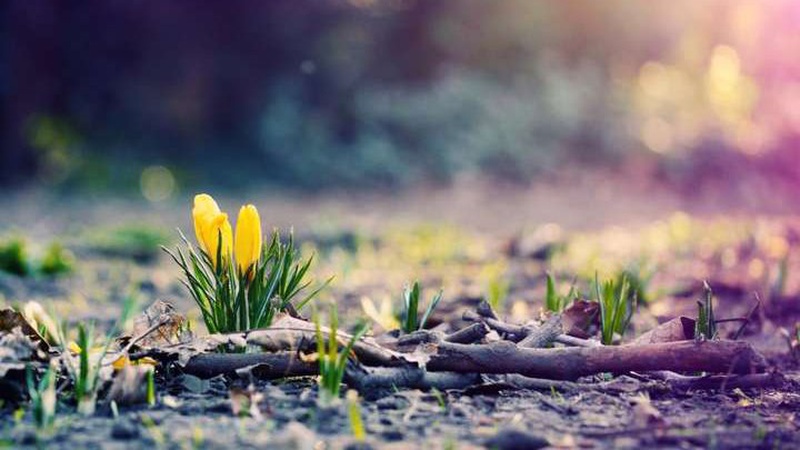 В Україну йде справжня весна