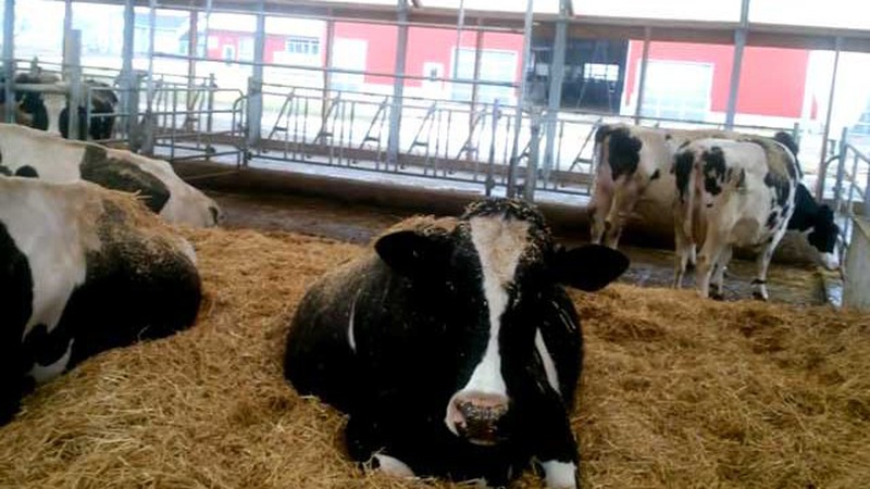 Фінансова підтримка фермерських господарств: скільки виплачуватимуть за утримання корів на Волині