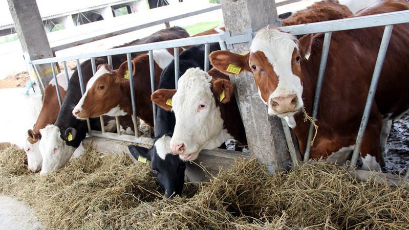 Волинське підприємство очолило рейтинг «ТОП-10 молочних ферм України»