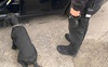 Сховав наркотики у кросівки: на Волинській митниці затримали поляка