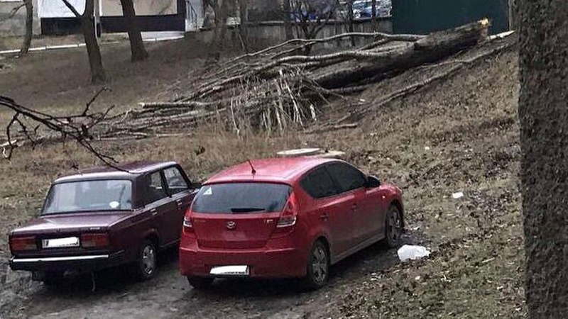 У Нововолинську неподалік дитячого майданчика впало дерево й пошкодило авто