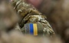 Скандал із забезпеченням бійців: у Володимирі пообіцяли виділити кошти для 55-го батальйону ТрО