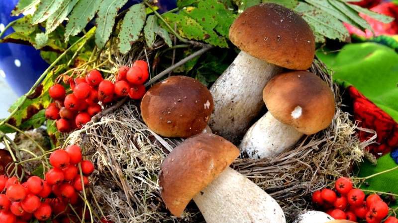 Де на Волині безпечно збирати гриби та ягоди