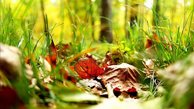 Аномальний листопад: чим здивує останній місяць осені