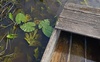 Волиняни скаржаться на забруднену воду в річці Турія
