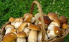 У волинських лісах «пішли» білі гриби: де їх шукати