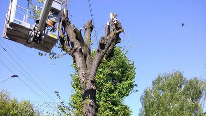 Мер Луцька Поліщук пояснив, навіщо зрізали дерева на проспекті Волі
