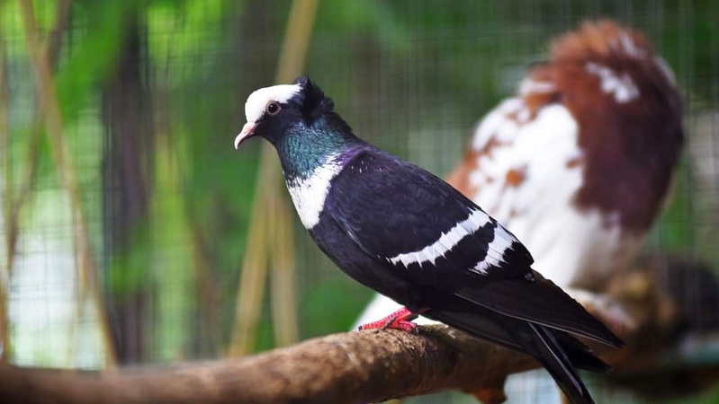 В Луцькому зоопарку тепер живуть голуби з-під Бахмуту