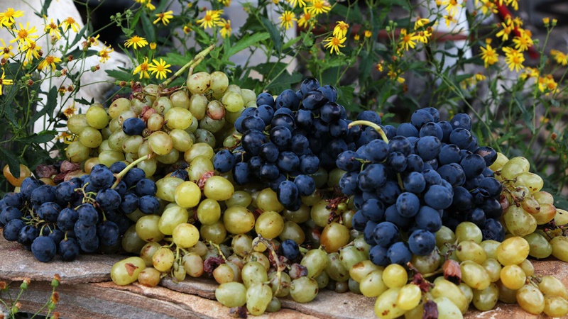 Виноградарі України цьогоріч недоберуть до 50% врожаю