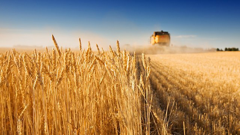 Євросоюз допоможе Україні експортувати зерно, - Боррель
