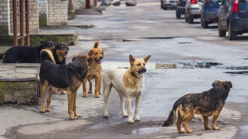 У громаді на Волині ловитимуть безпритульних бродячих собак