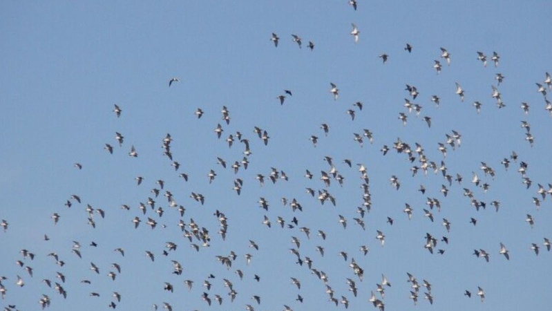 На Волині за останніх десять років зафіксували найбільшу міграцію птахів мартина звичайного
