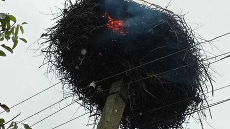 У волинському селі на електроопорі горіло лелече гніздо