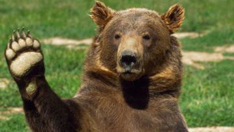 Бігають ухилянти і ведмідь: прикордонники закликають утриматися від незаконного перетину кордону