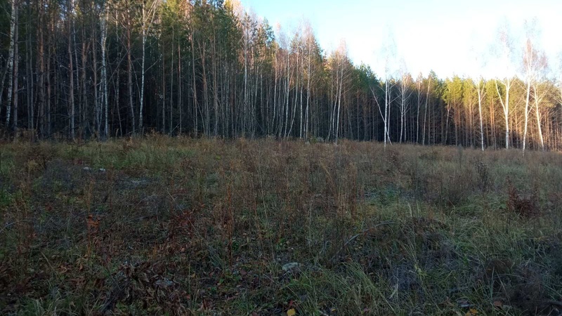 На Волині невідомі особи зрубали 820 дерев, а земельну лісову ділянку передали у приватну власність