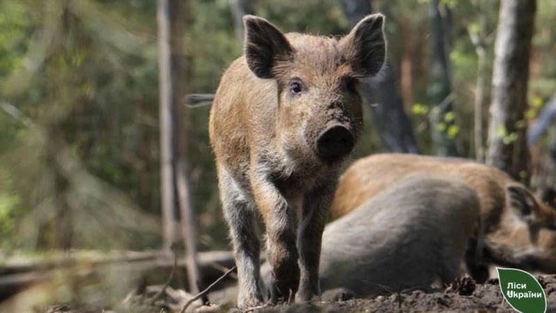 На Волині виявили трупи свиней, загиблих від африканської чуми